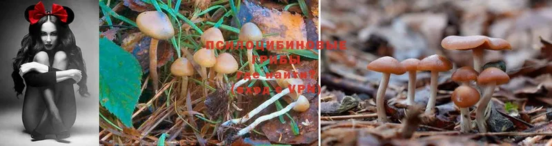 Псилоцибиновые грибы Cubensis  купить закладку  Никольск 